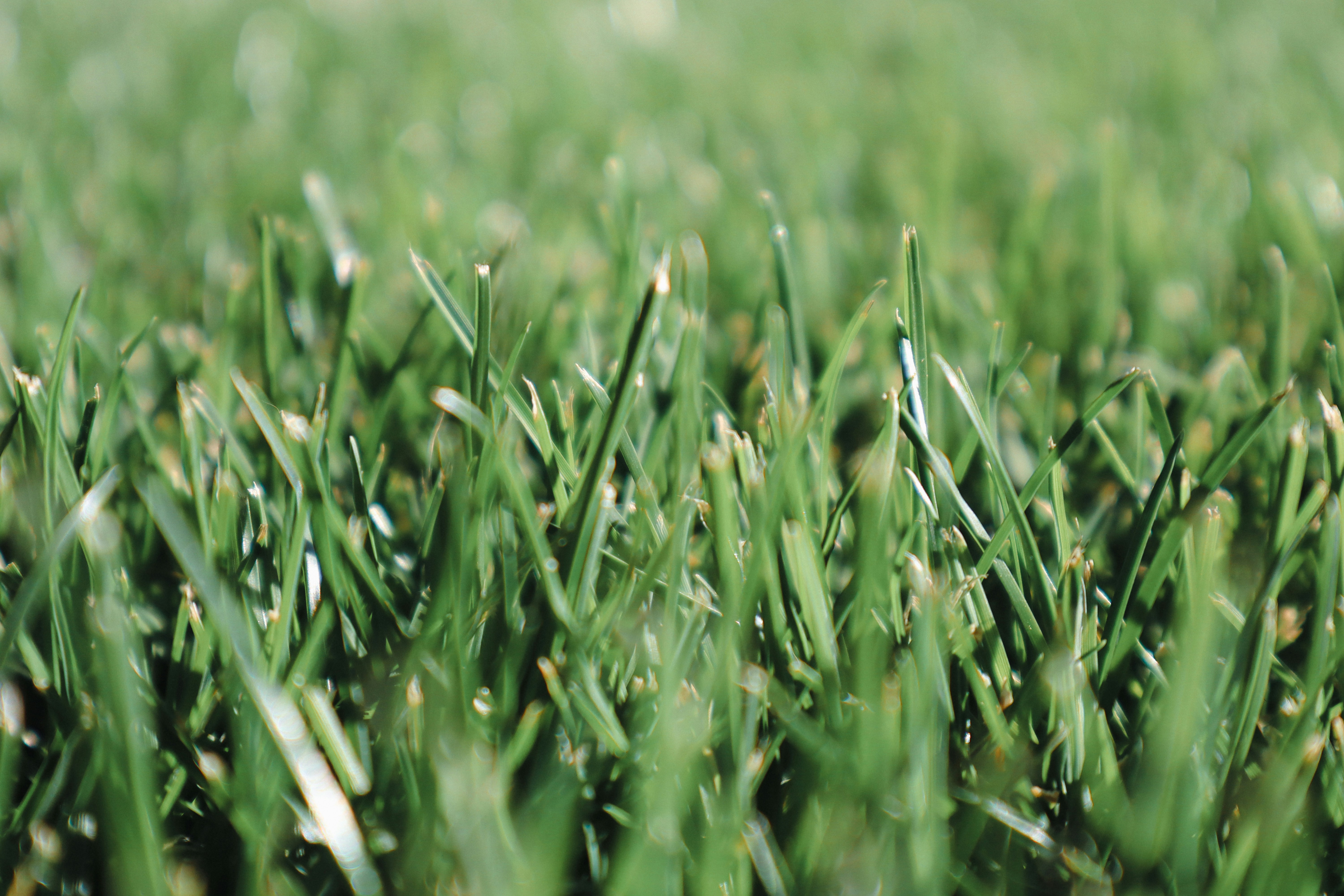 Artificial Turf
